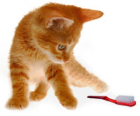 Cat Toothbrush