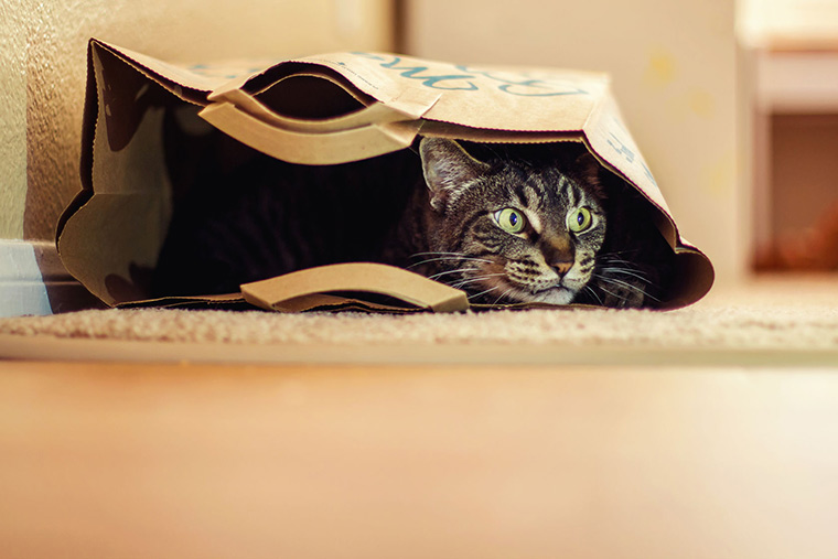10 Wonderfully Organic Pet Items