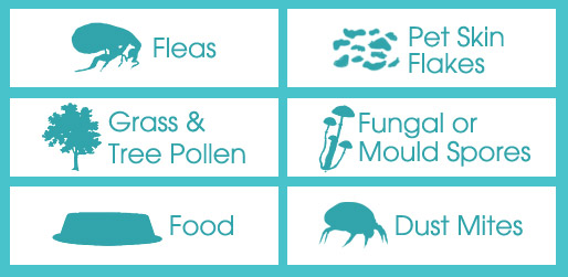 Causes for Allergies