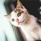 link to Cats are good for your health