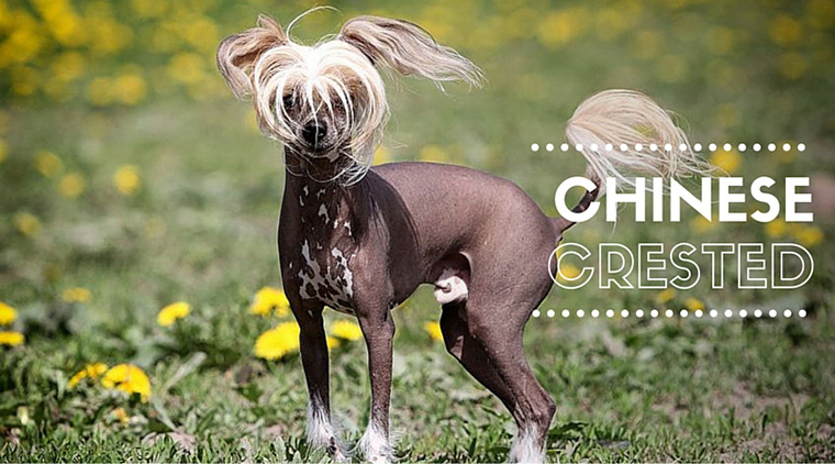 The Chinese Crested