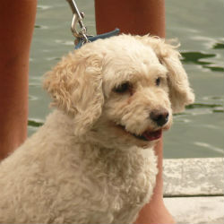 Chiqui Photo