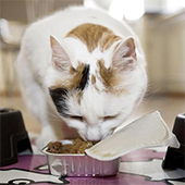 link to Choosing A Healthy Food For Your Cat