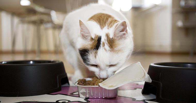 A image of a cat eats can food
