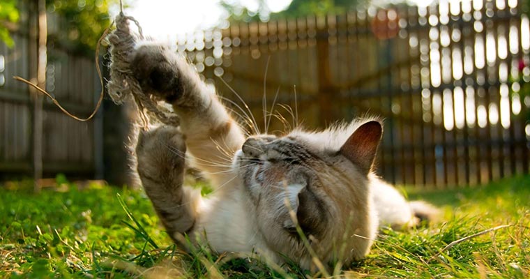 A image of a cat is playing on the grass