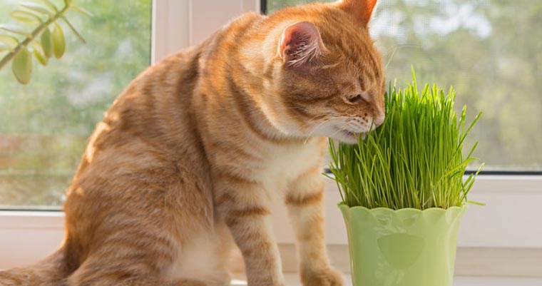 A image of a cat is eating plants