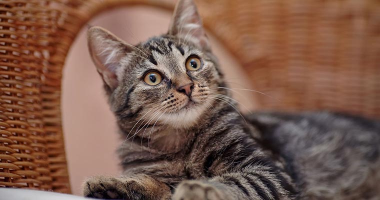 A image of a cat is looking at you