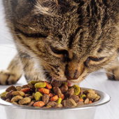link to Choosing The Right Cat Food For Your Cat