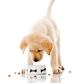 link to Choosing the Right Kind of Dog Food