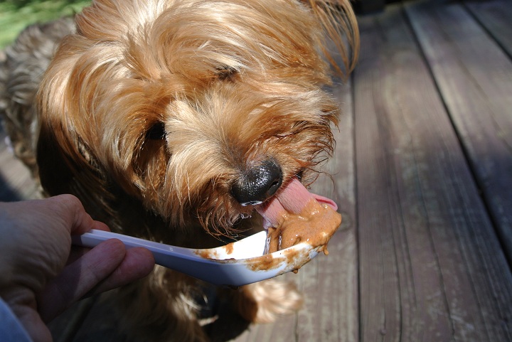 Dog enjoying Cinnamon Carob Ice Cream