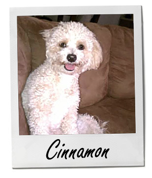 Pet of the Week photo
