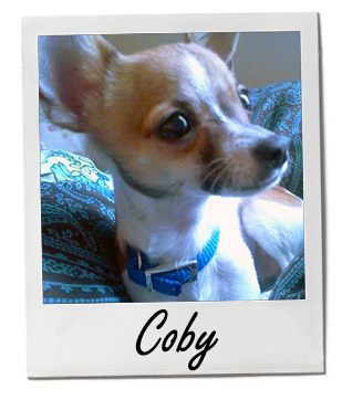 Pet of the Week photo