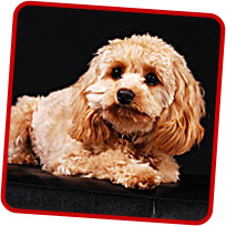 Cockapoo