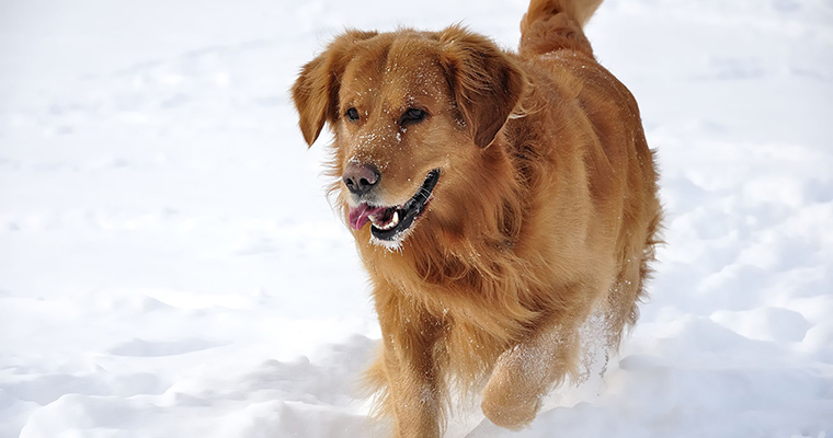 Golden Retriver running in snow