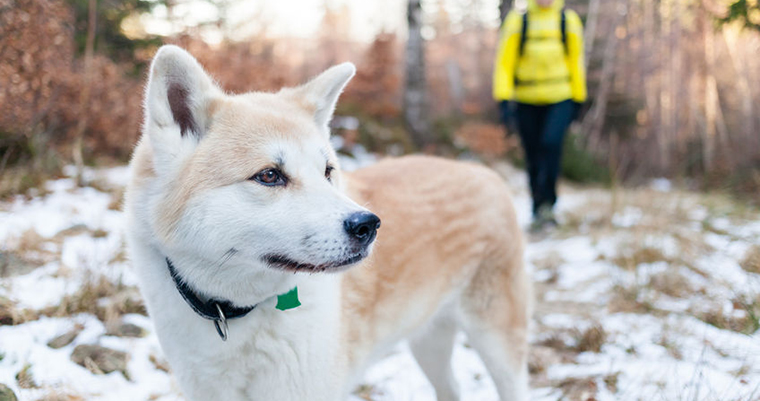 Dog in colde weather