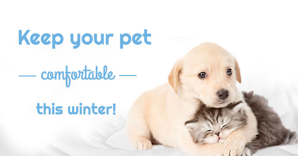 Pet Comfortable