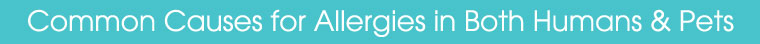 Common Causes for Allergies in Both Humans & Pets