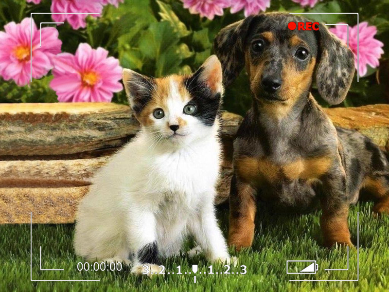 Cutest Pet Video Contest