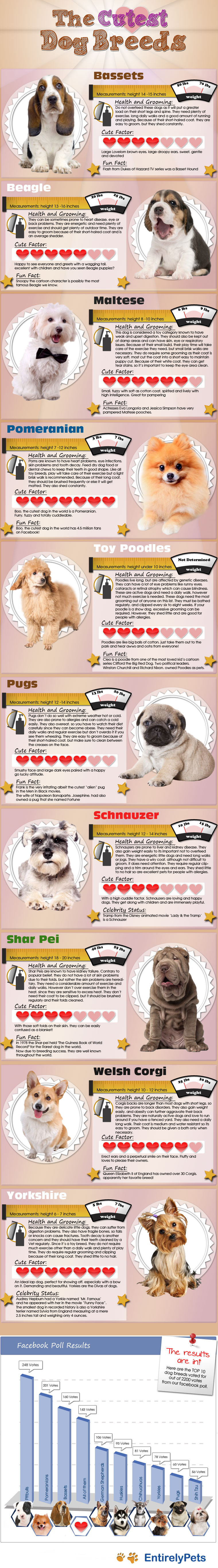 cutest dog breeds