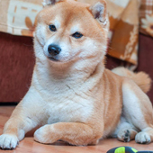 link to How to Cut Down on Household Allergies