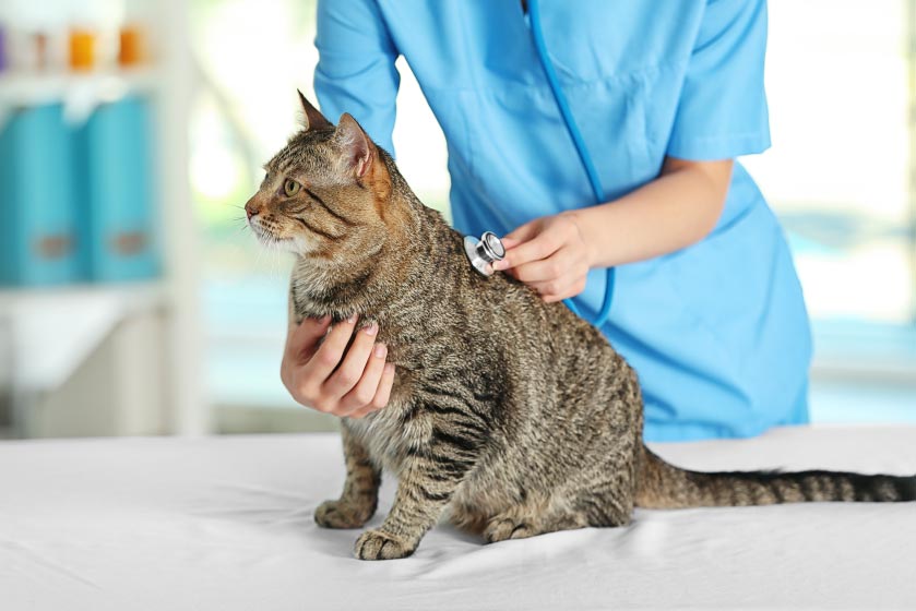 cat at vet's