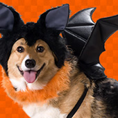 link to
10 Places to Take Your Pet On The West Coast