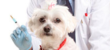 Diabetes dog