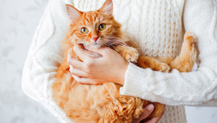 Training Your Cat