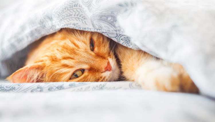 Training Your Cat