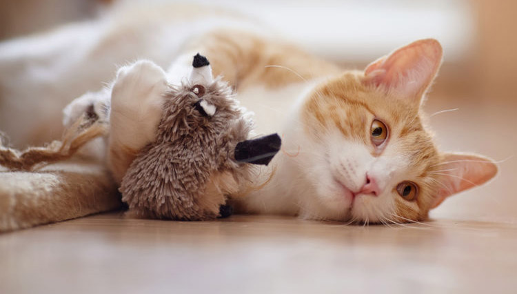 Training Your Cat