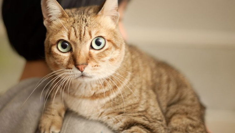 Training Your Cat