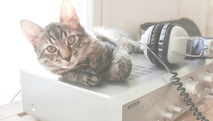 Training Your Cat