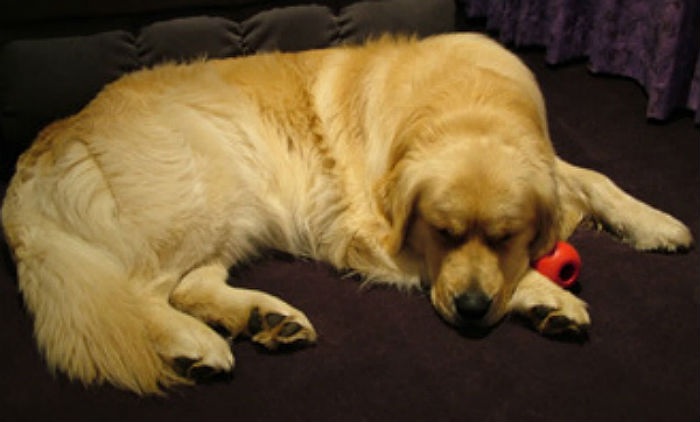 Dog Arthritis