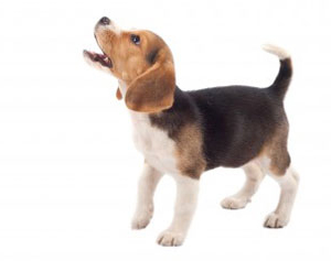 why dogs bark