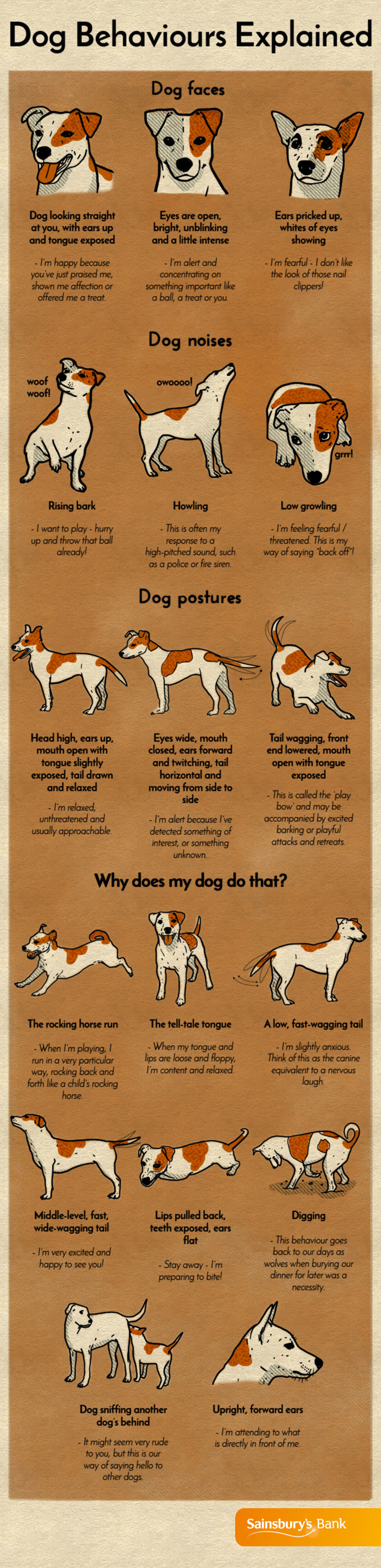 Dog Behaviors