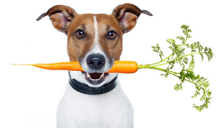 Dog Vegetarian Carrot