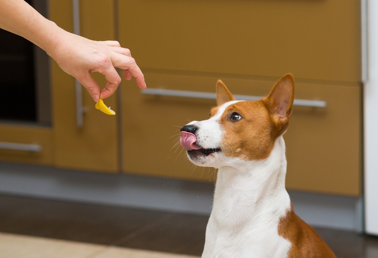 Dog Eating Human Food