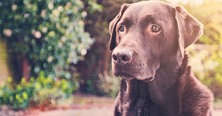 Dog Food: The Best Brands