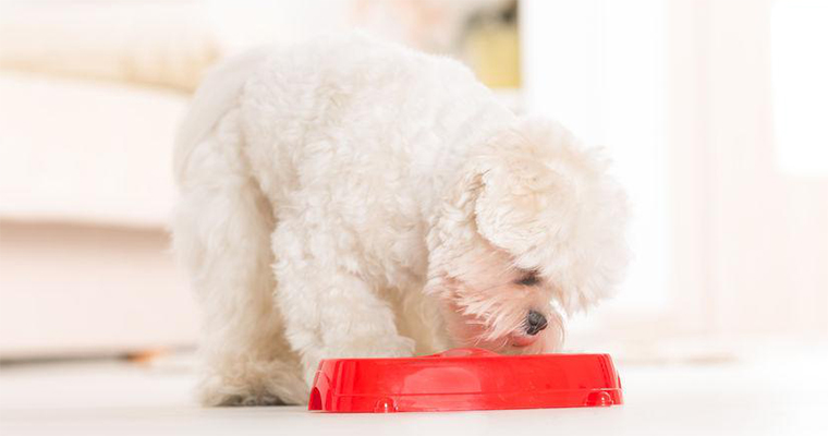 Dog Food: The Best Brands