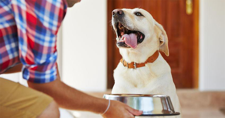 Dog Food: The Best Brands