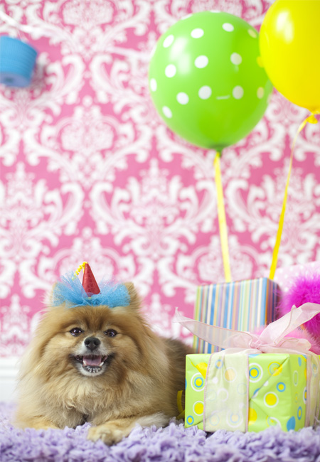 How to Plan the Perfect Party for Your Dog
