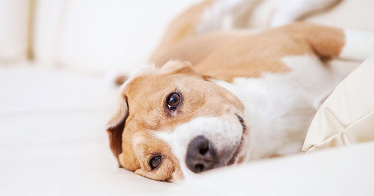 dog laying on its side on white bed