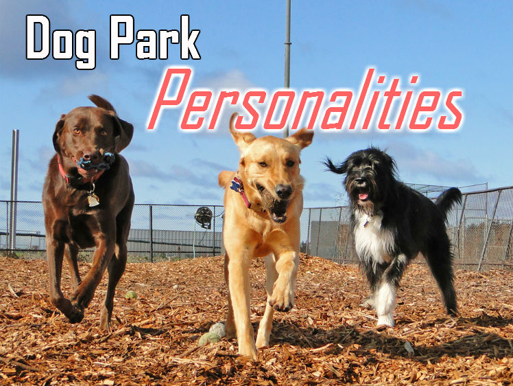 Dog Park Personalities