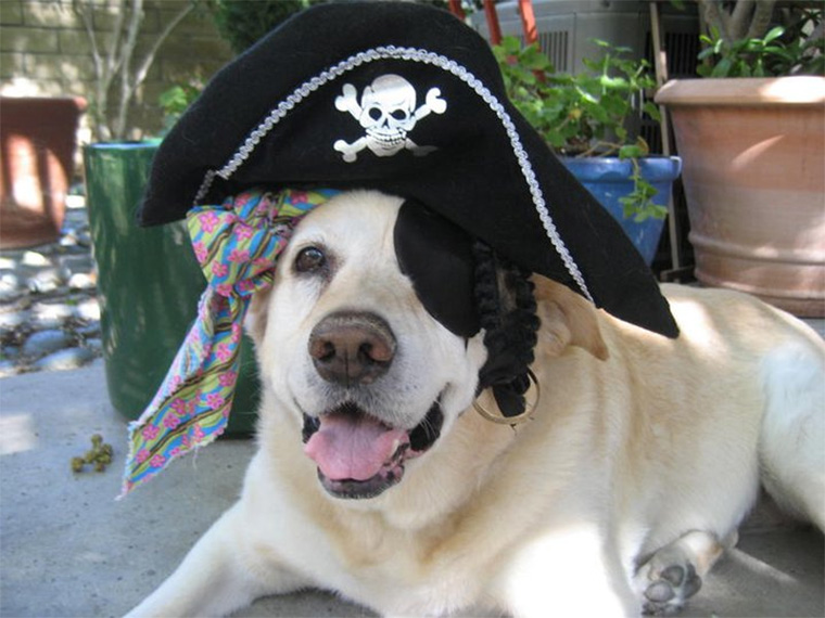 Finding The Perfect Halloween Costume For Your Pet