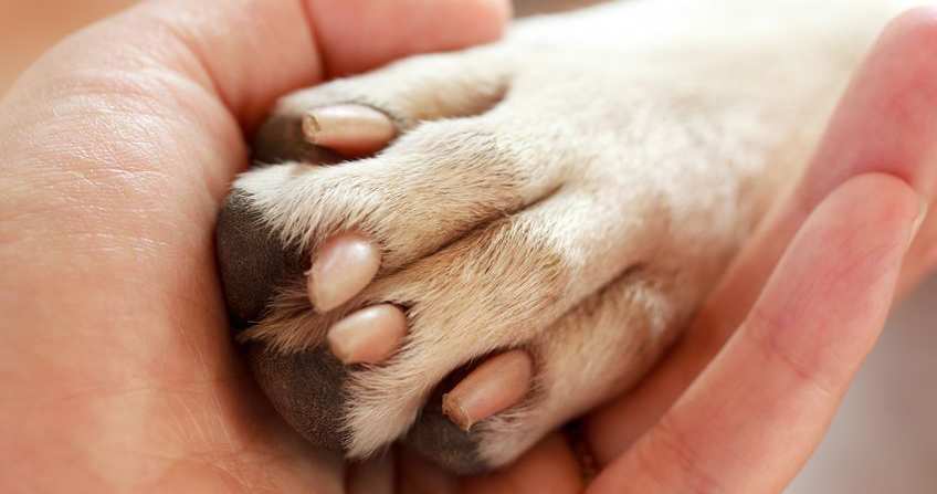 person's hand holding dog's paw