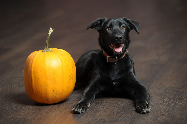 Finding The Perfect Halloween Costume For Your Pet