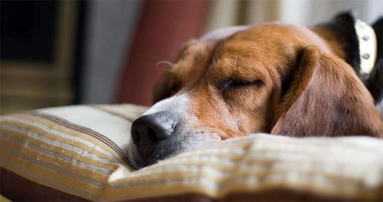 closeup of sleeping beagle resting its head on pillow