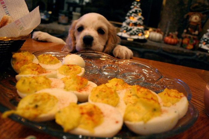 Dog at Dinner Table