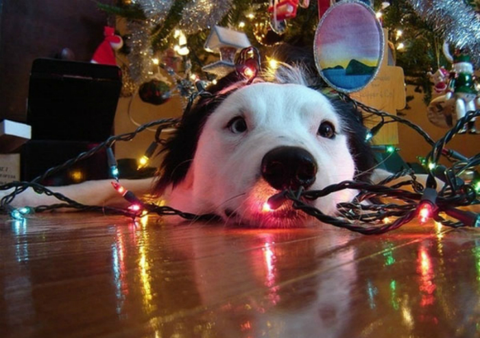 Christmas tree dog