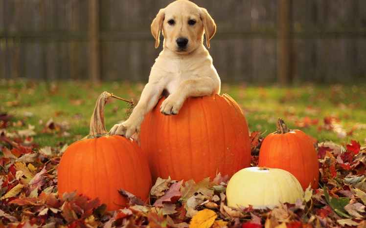 Dog With Pumpkins in Fall